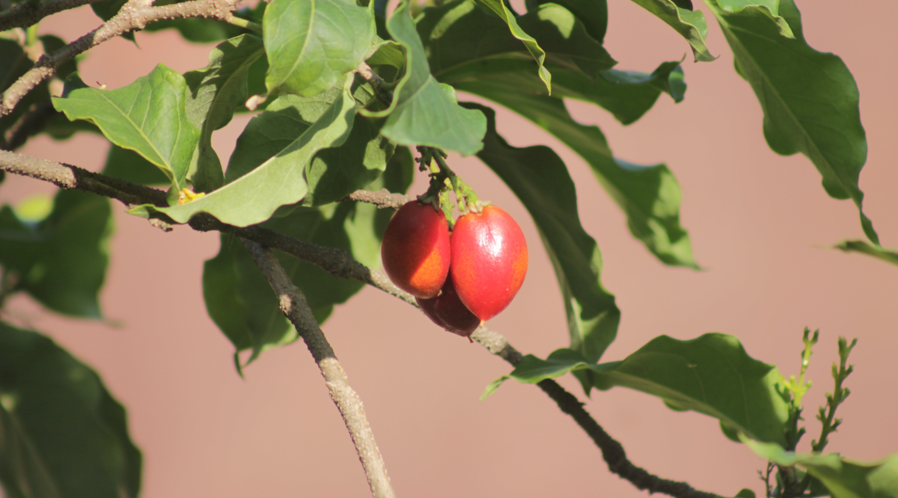Learn More About Peanut Butter Fruit Alpino Foods