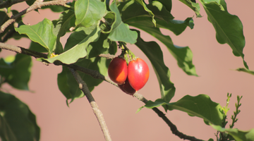 Peanut Butter Fruit - Alpino Peanut Butter