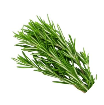 Rosemary Extract