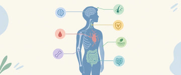 Alpino 7 things body does with protein